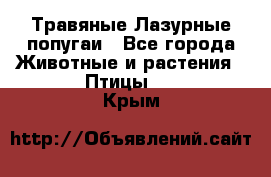 Травяные Лазурные попугаи - Все города Животные и растения » Птицы   . Крым